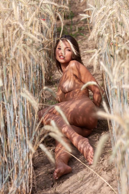 In the Wheat Field